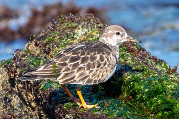 キョウジョシギ 会瀬漁港 2024年2月14日(水)