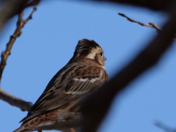 Rustic Bunting 麻機遊水地 Tue, 2/13/2024