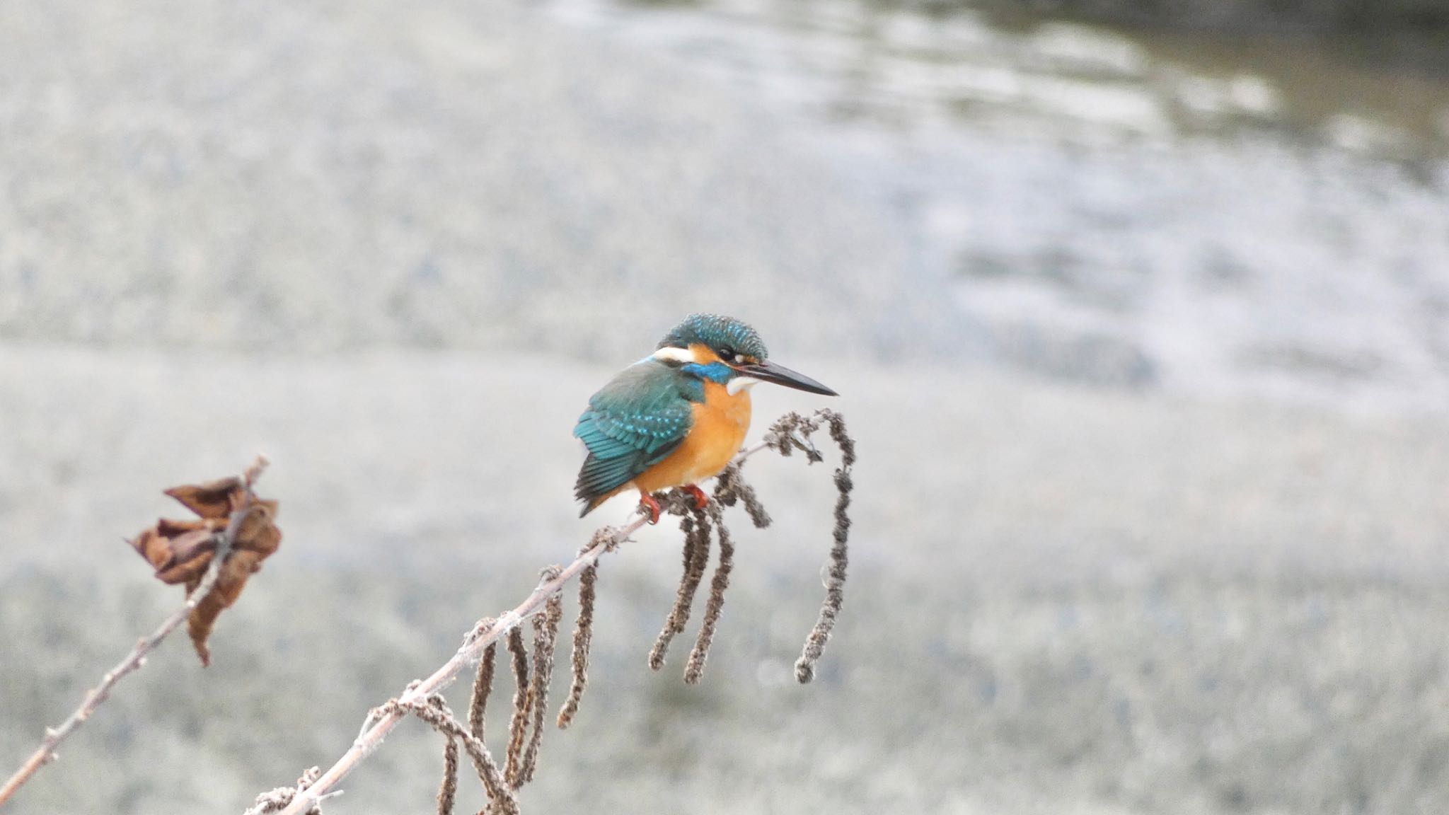 Common Kingfisher