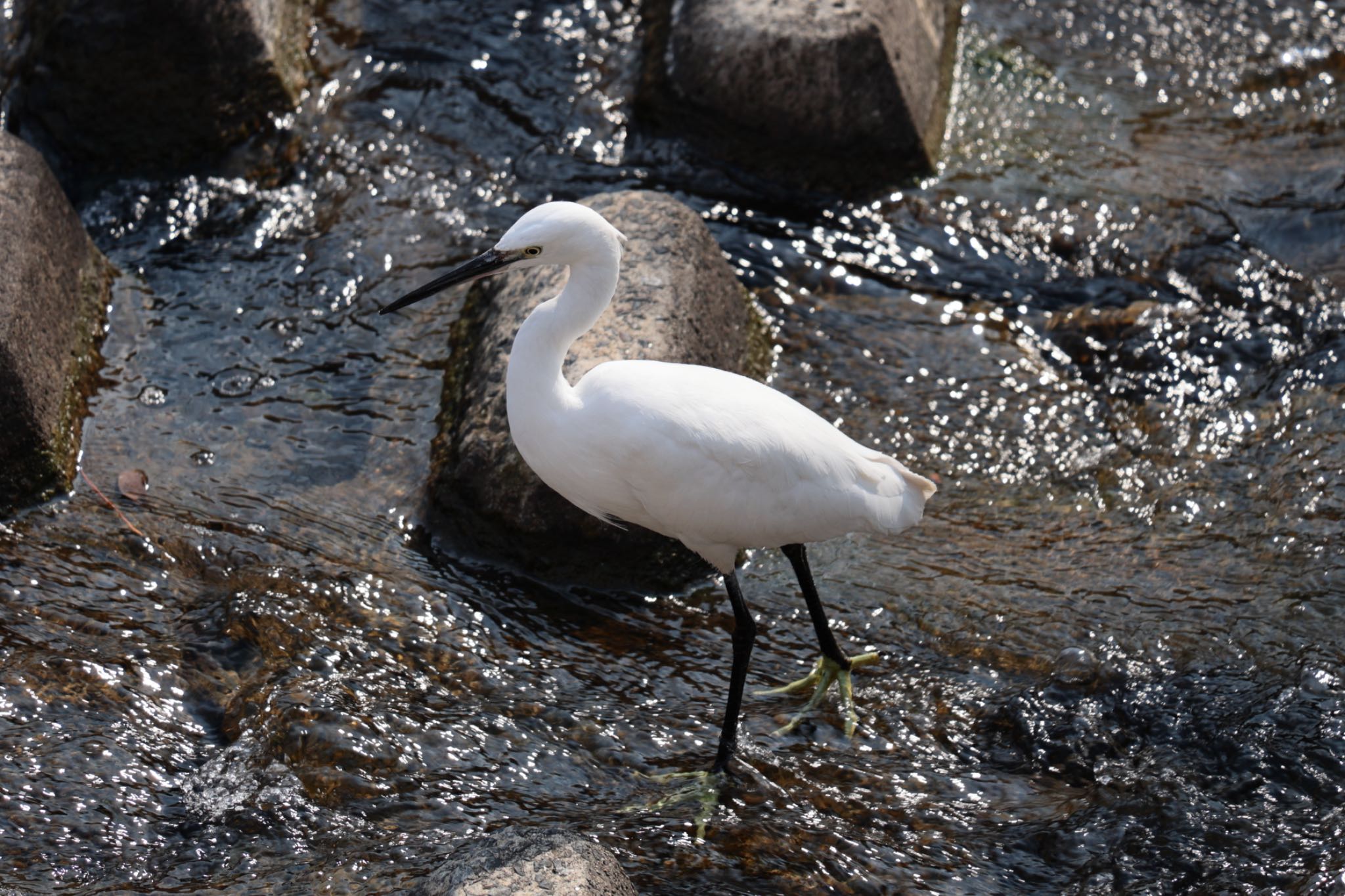 Photo of Little Egret at 佐保川 by カズたん