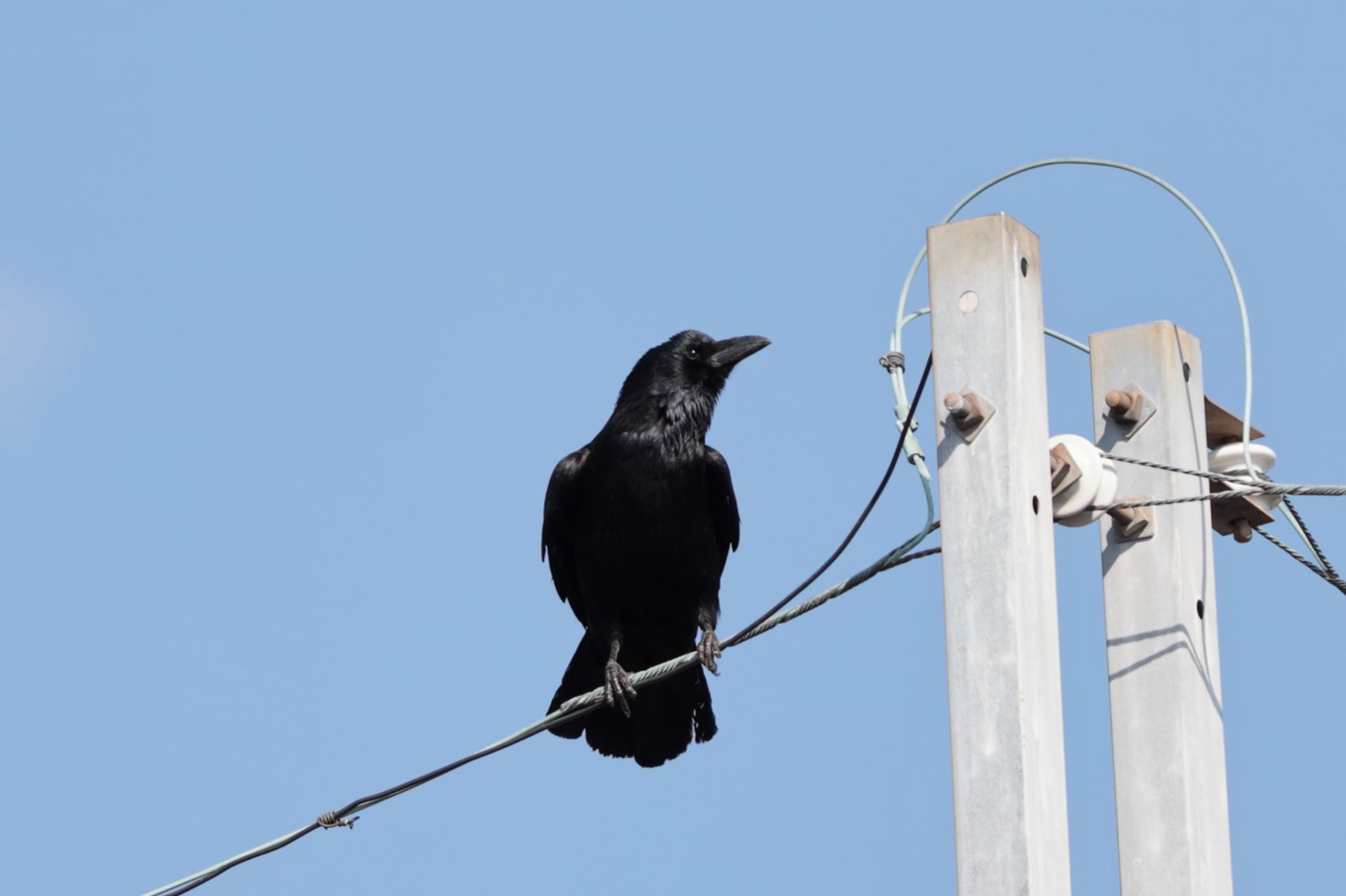 Photo of Large-billed Crow at 佐保川 by カズたん