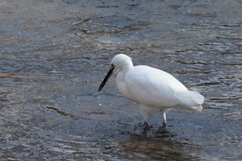 Little Egret 佐保川 Wed, 2/14/2024