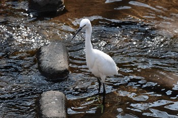 Little Egret 佐保川 Wed, 2/14/2024