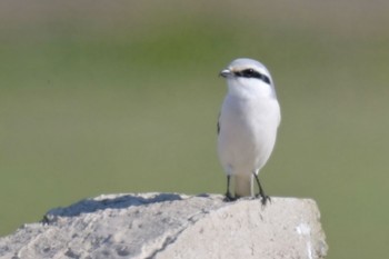 Chinese Grey Shrike Unknown Spots Thu, 1/25/2024