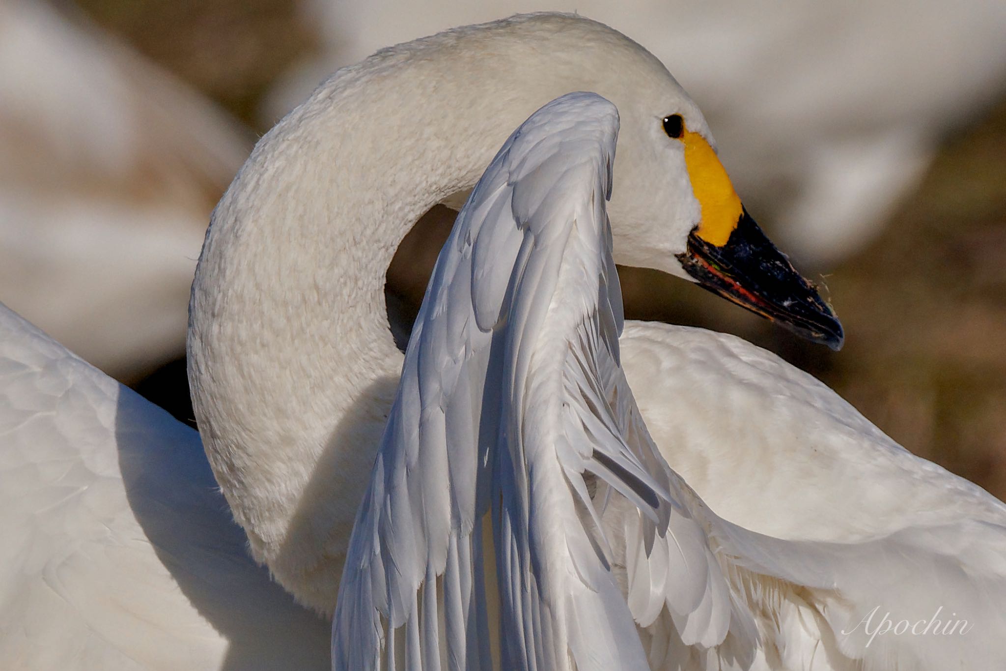 Tundra Swan