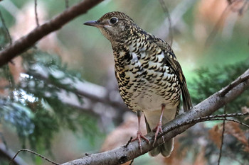 White's Thrush 東京都多摩地域 Tue, 12/12/2017