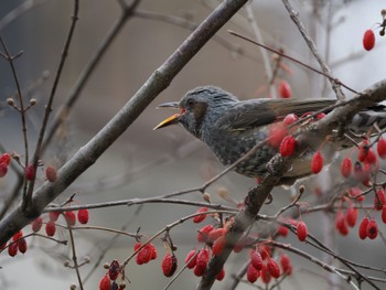 Brown-eared Bulbul 山田池公園 Thu, 2/8/2024