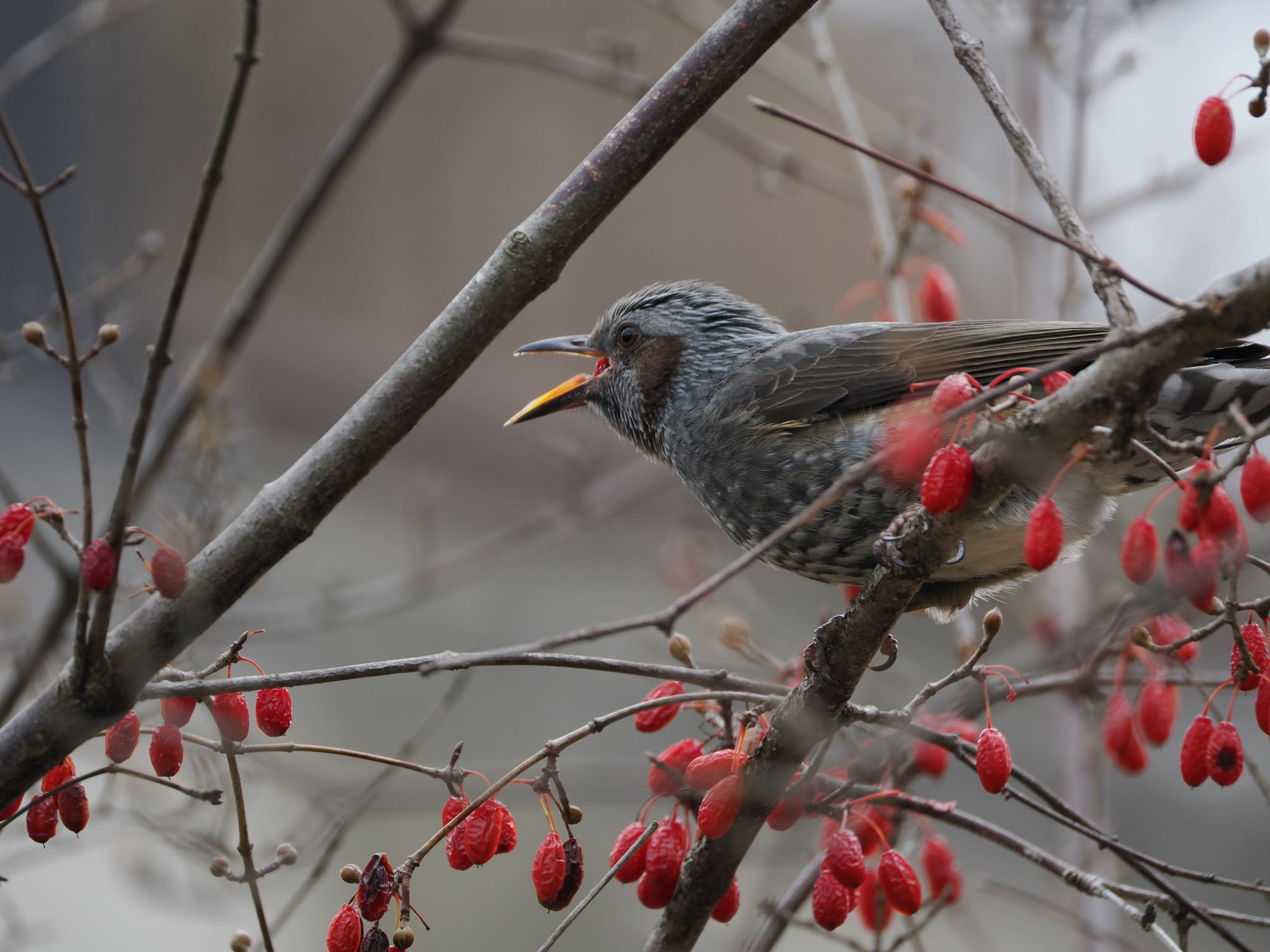 Photo of Brown-eared Bulbul at 山田池公園 by かしの木こころ