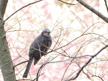 Brown-eared Bulbul 山田池公園 Thu, 2/8/2024