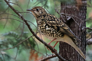 White's Thrush 東京都多摩地域 Tue, 12/12/2017