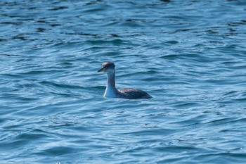 Red-necked Grebe 久慈漁港 Wed, 2/14/2024