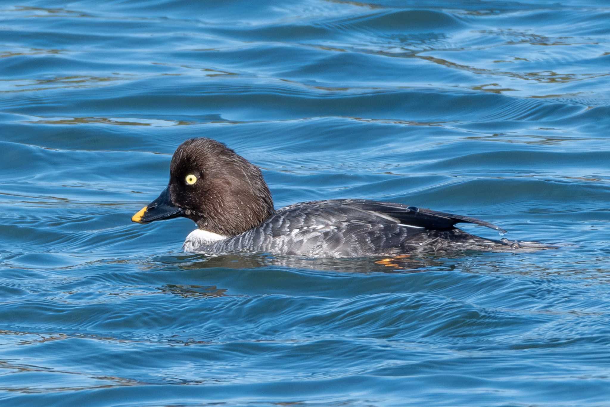 Photo of Common Goldeneye at 会瀬漁港 by MNB EBSW