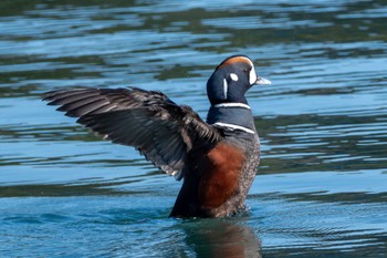 Harlequin Duck 会瀬漁港 Wed, 2/14/2024