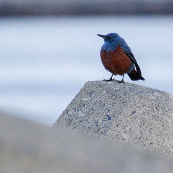 Blue Rock Thrush 北上川 Sun, 2/11/2024