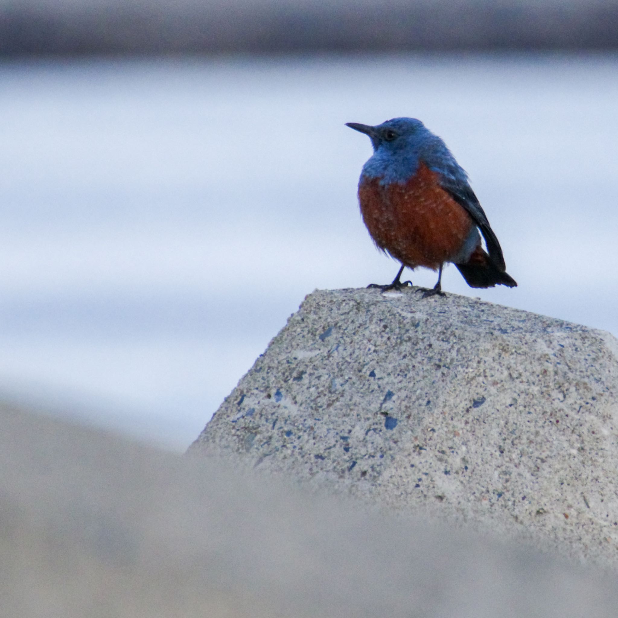 Photo of Blue Rock Thrush at 北上川 by モズもず