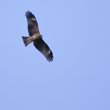 Black Kite Miyagi Kenminnomori Mon, 2/12/2024