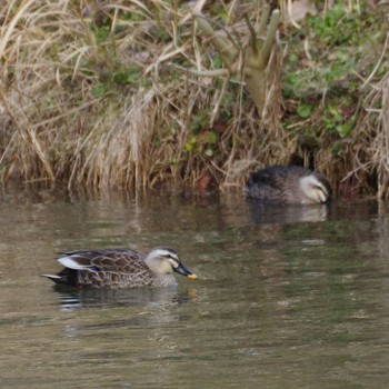 Eastern Spot-billed Duck Miyagi Kenminnomori Mon, 2/12/2024