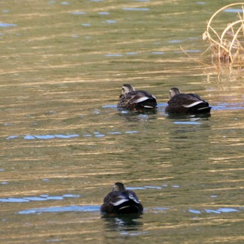 Eastern Spot-billed Duck Miyagi Kenminnomori Mon, 2/12/2024