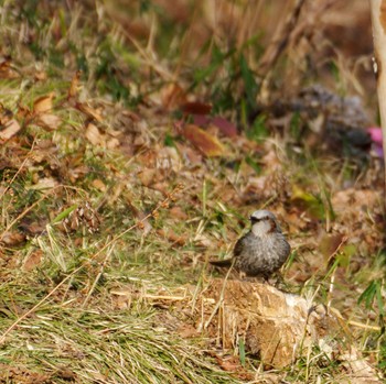 Brown-eared Bulbul Miyagi Kenminnomori Mon, 2/12/2024