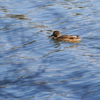 Mallard Miyagi Kenminnomori Mon, 2/12/2024