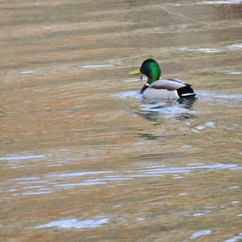 マガモ 宮城県民の森 2024年2月12日(月)