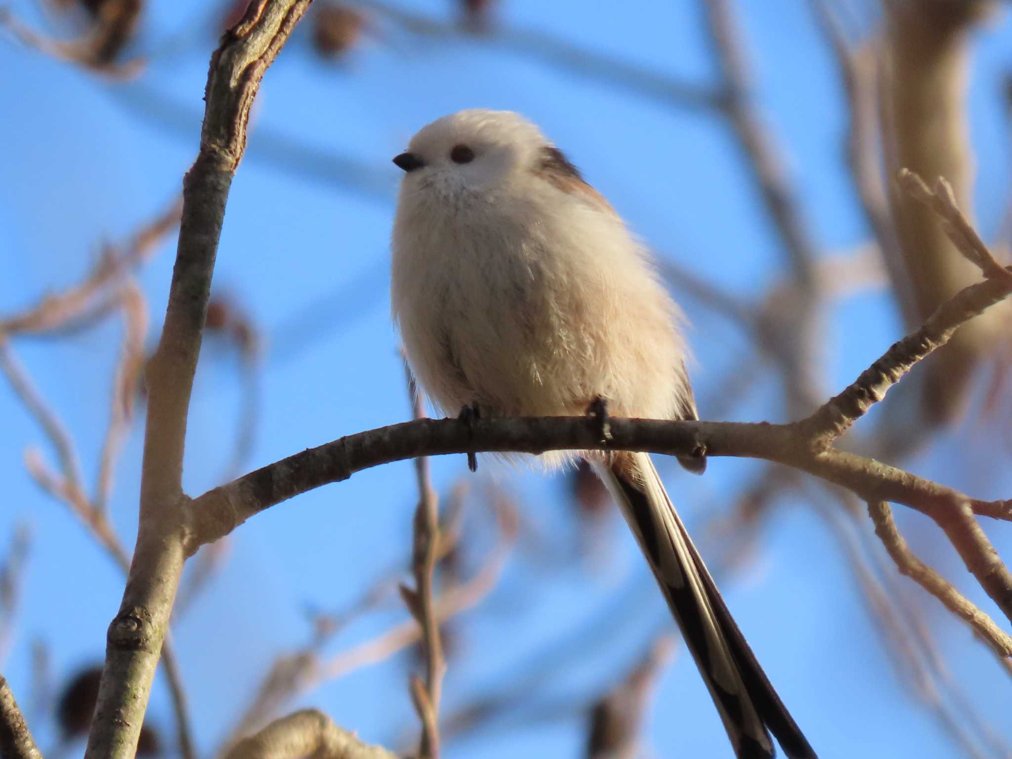 Long-tailed tit(japonicus)