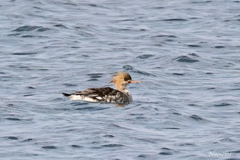 Red-breasted Merganser 三浦半島 Sat, 2/10/2024