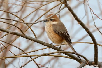 Bull-headed Shrike 小網代の森 Sun, 2/11/2024