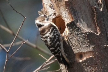 Japanese Pygmy Woodpecker 大室公園 Wed, 2/14/2024