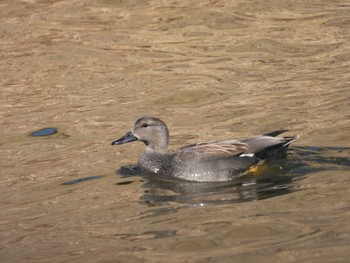 オカヨシガモ 富津ふれあい公園 2024年2月12日(月)