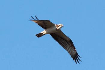 Osprey Unknown Spots Tue, 2/13/2024