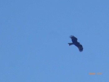 Black Kite 矢切農耕地 Sat, 1/27/2024