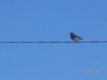 White-cheeked Starling 矢切農耕地 Sat, 1/27/2024