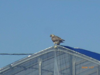 Eastern Buzzard 矢切農耕地 Sat, 1/27/2024