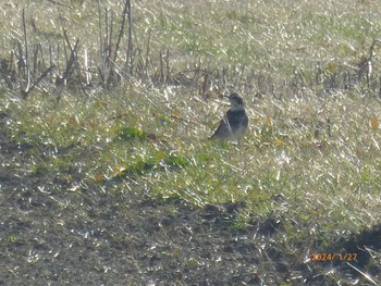 Dusky Thrush 矢切農耕地 Sat, 1/27/2024