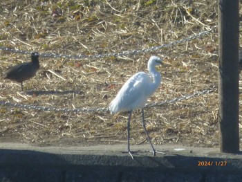 Great Egret 矢切農耕地 Sat, 1/27/2024