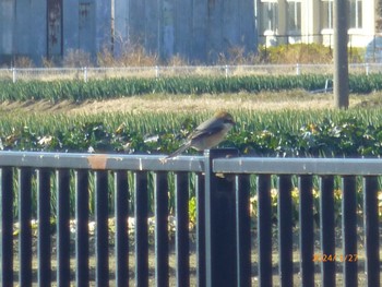 Bull-headed Shrike 矢切農耕地 Sat, 1/27/2024