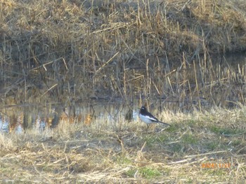 Japanese Wagtail Mizumoto Park Sat, 1/27/2024