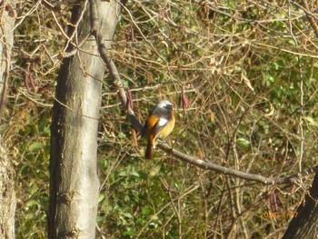 Daurian Redstart Mizumoto Park Sat, 1/27/2024