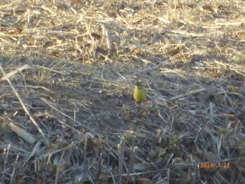 Masked Bunting Mizumoto Park Sat, 1/27/2024