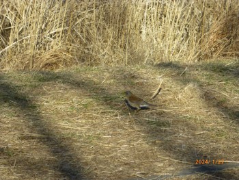 Pale Thrush Mizumoto Park Sat, 1/27/2024