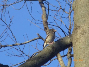 2024年1月27日(土) 水元公園の野鳥観察記録