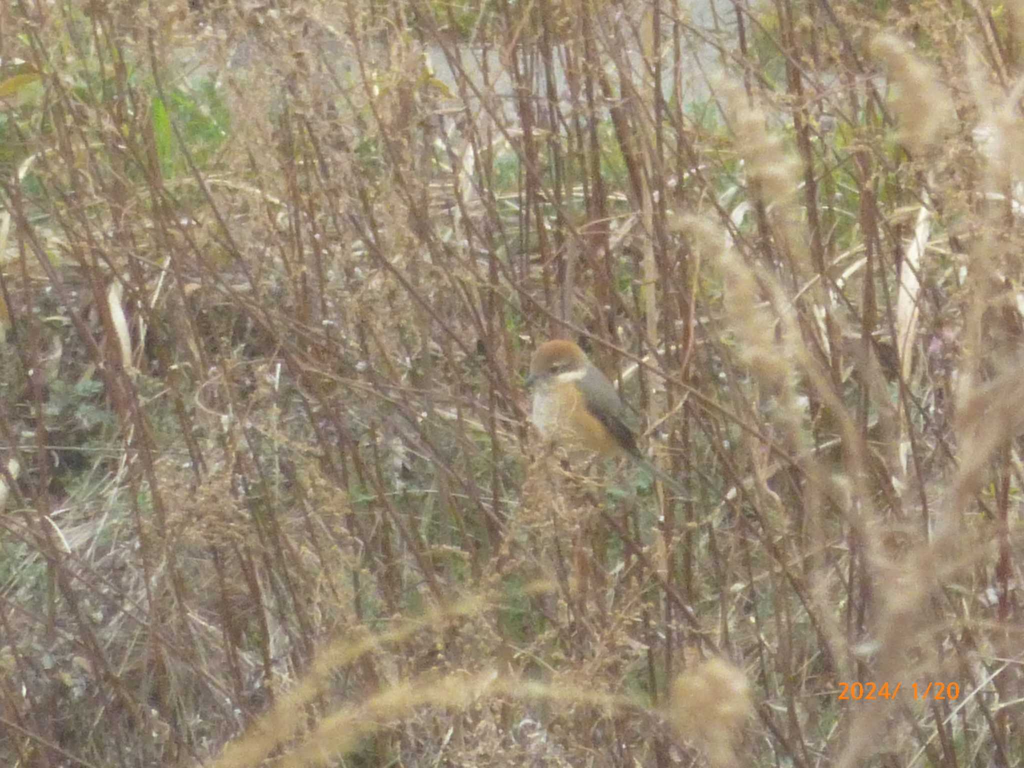 Bull-headed Shrike