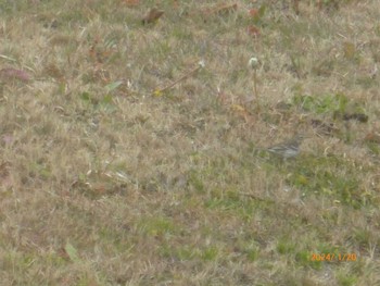 Water Pipit 国分川調節池 Sat, 1/20/2024