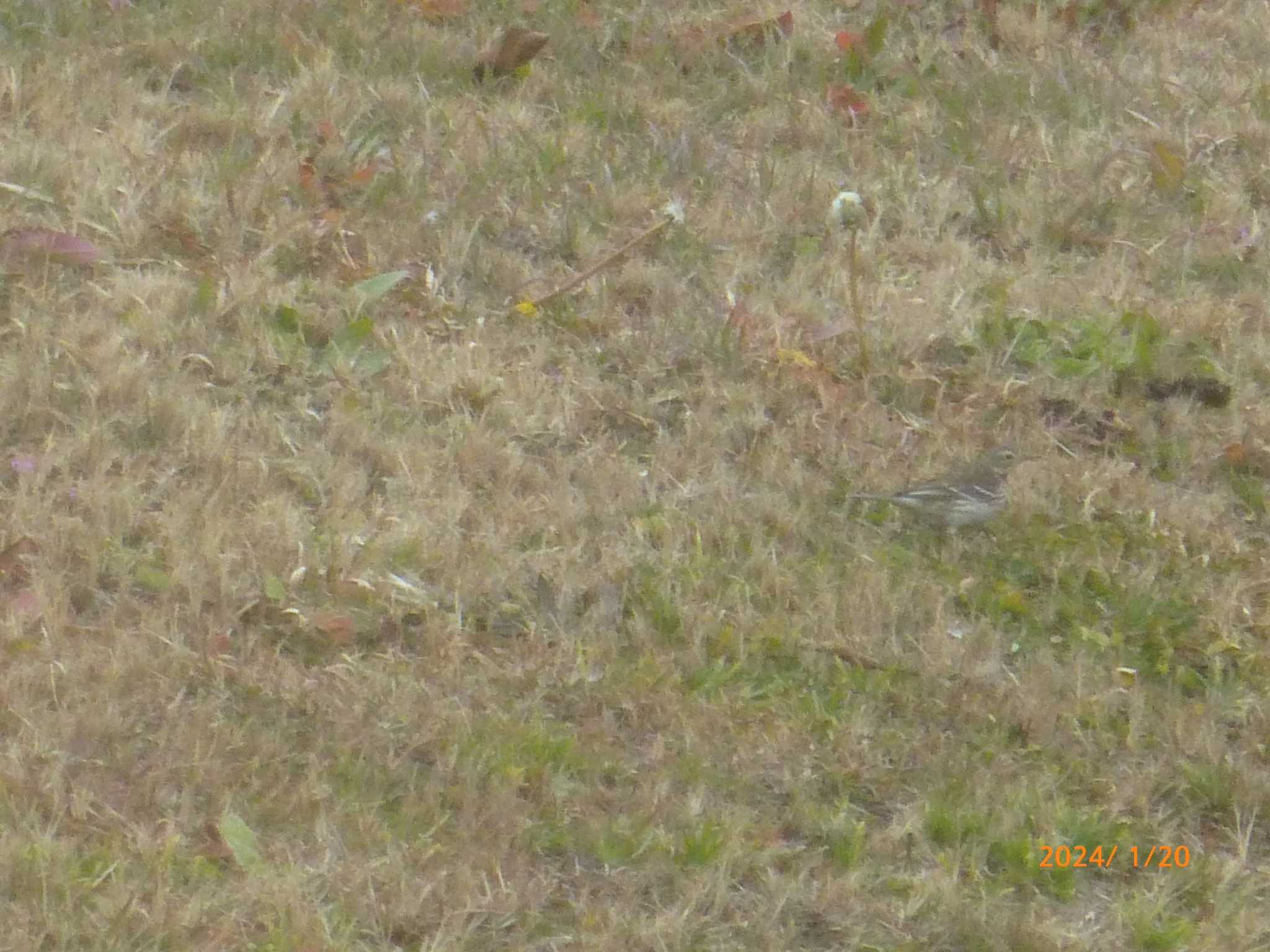 Water Pipit