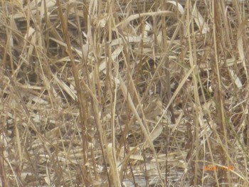 Common Reed Bunting 国分川調節池 Sat, 1/20/2024