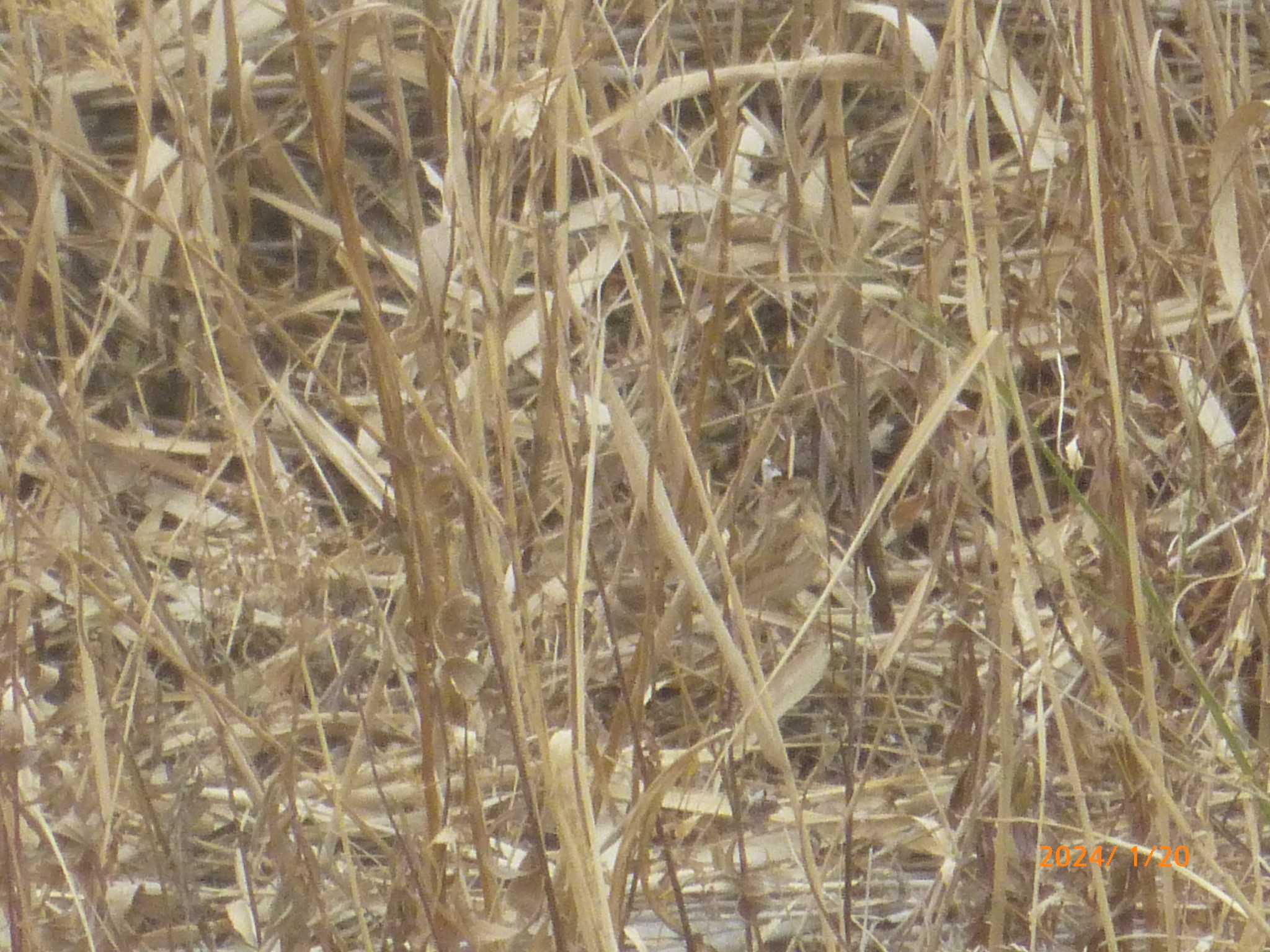 Common Reed Bunting