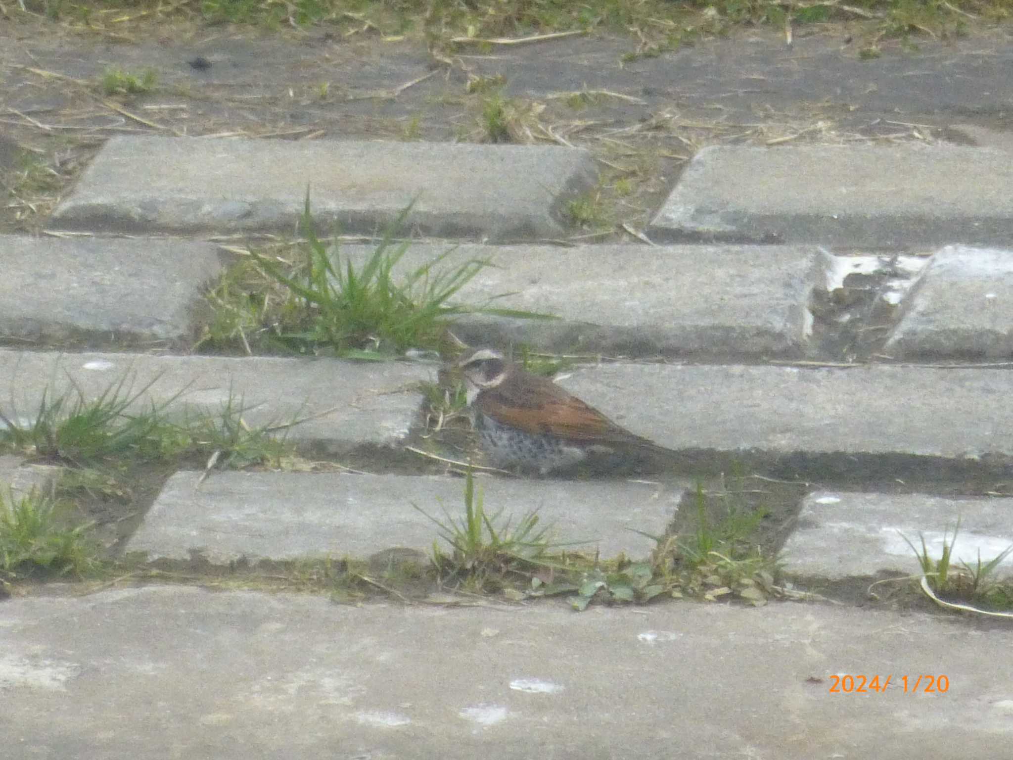 Dusky Thrush