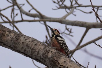 White-backed Woodpecker Makomanai Park Fri, 12/29/2023