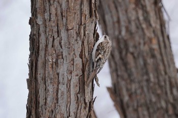 Eurasian Treecreeper Makomanai Park Fri, 12/29/2023